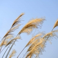 芦苇与海