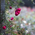 月季花语