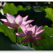 Lotus  flower