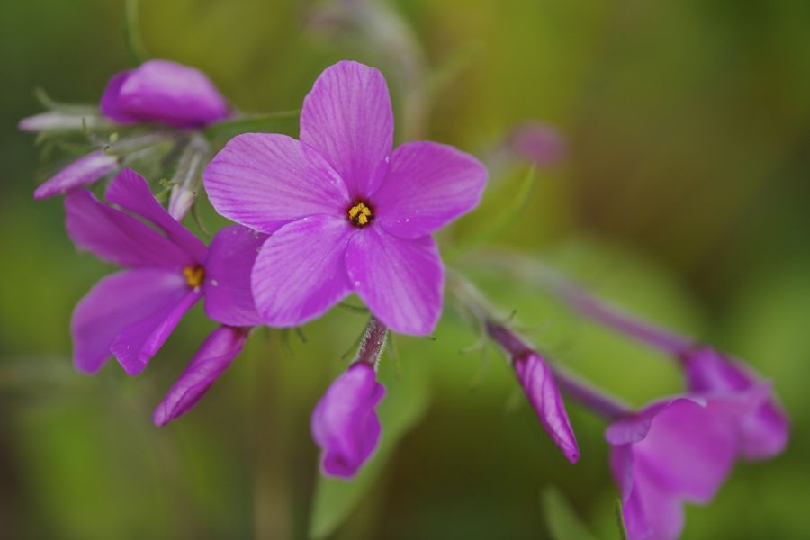 Rutgers Garden 16P.jpg