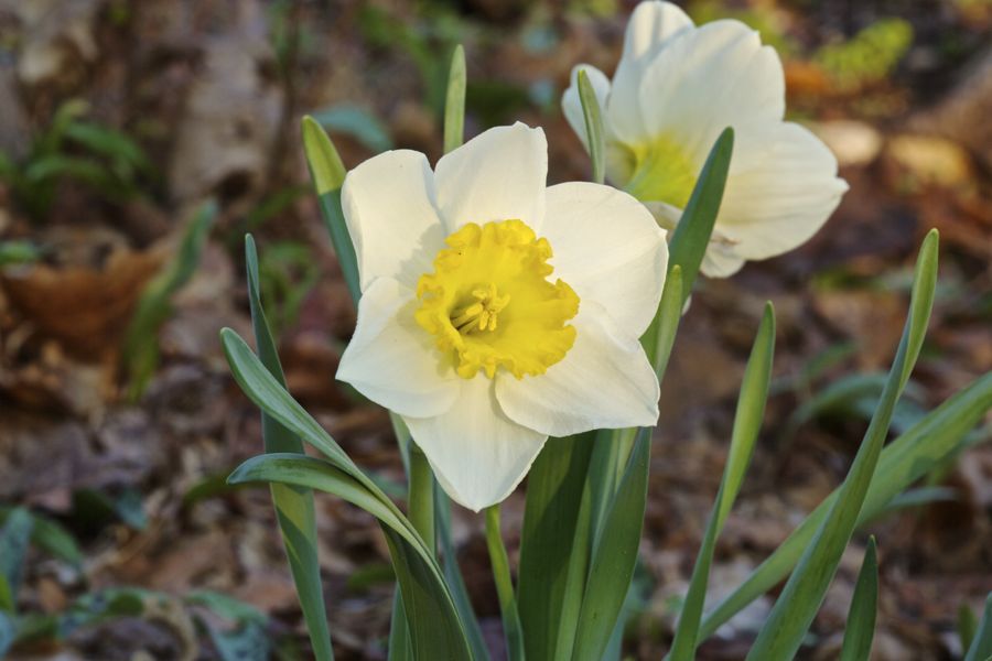 Rutgers Garden 24P.jpg