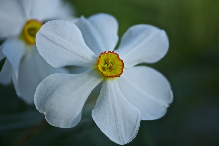 Rutgers Garden 23P.jpg