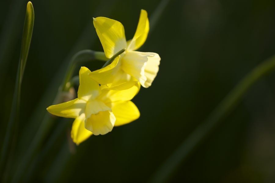 Rutgers Garden 22P.jpg