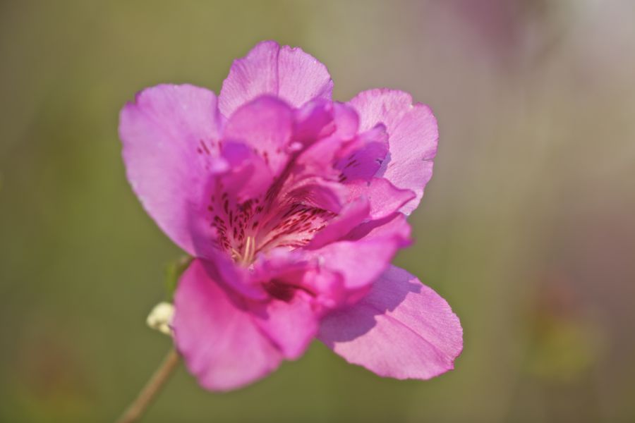 Rutgers Garden 17P.jpg