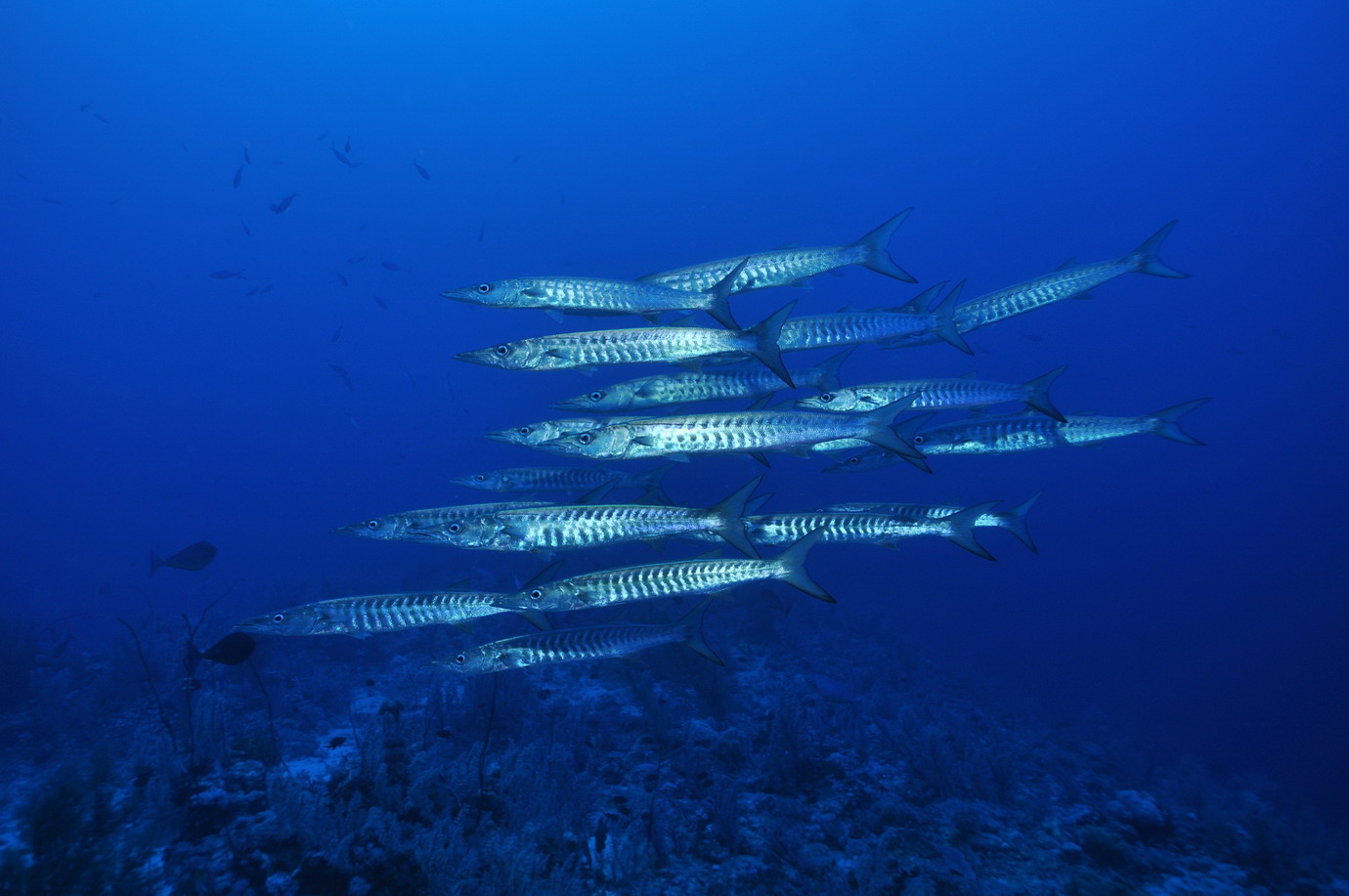 DSC_5213  Barracuda~, s 138.JPG