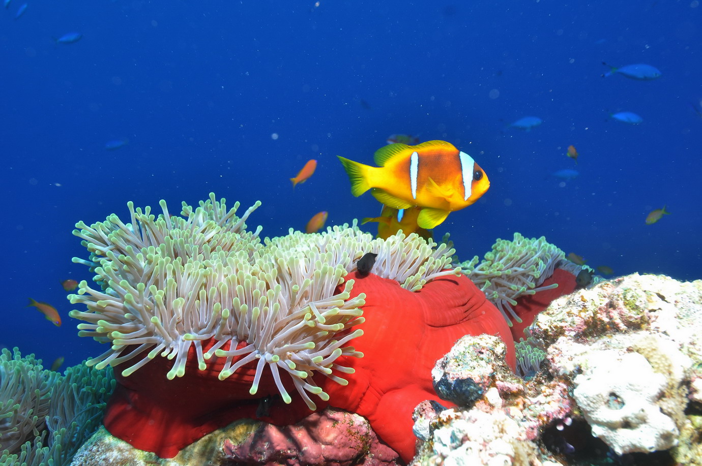 DSC_5457 Spherical Anemone & Anemone fish κ,С~ s 138.JPG