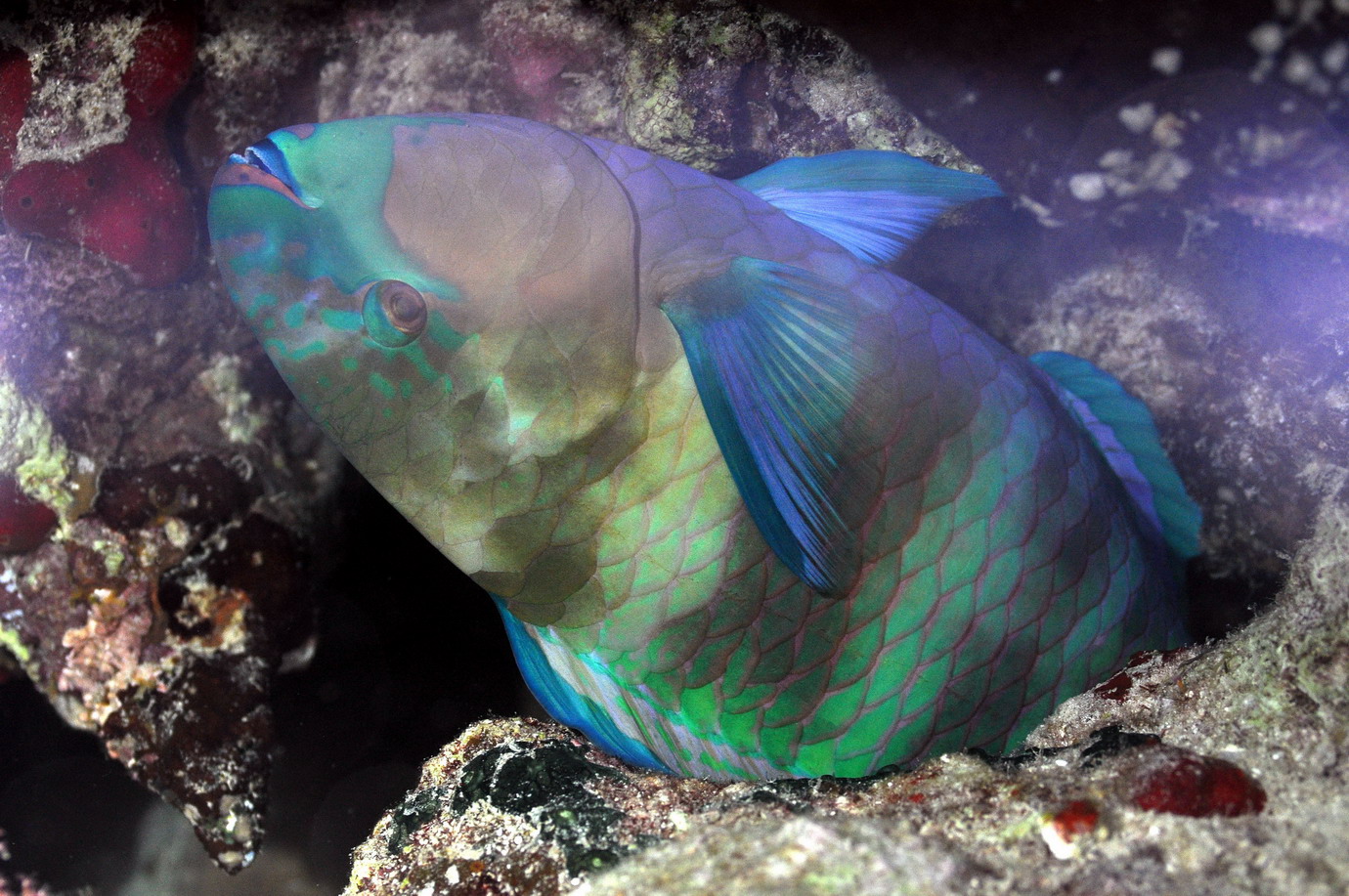 DSC_5523 Parrot fish ,W^~ s 138.JPG