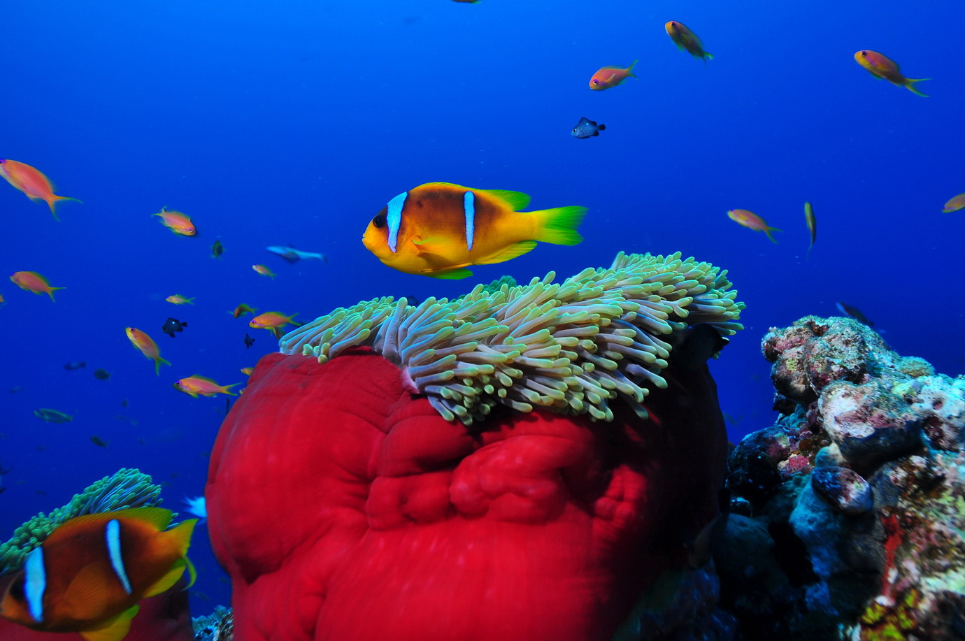 DSC_5573 Spherical Anemone & Anemone fish κ,С~  s 138.JPG