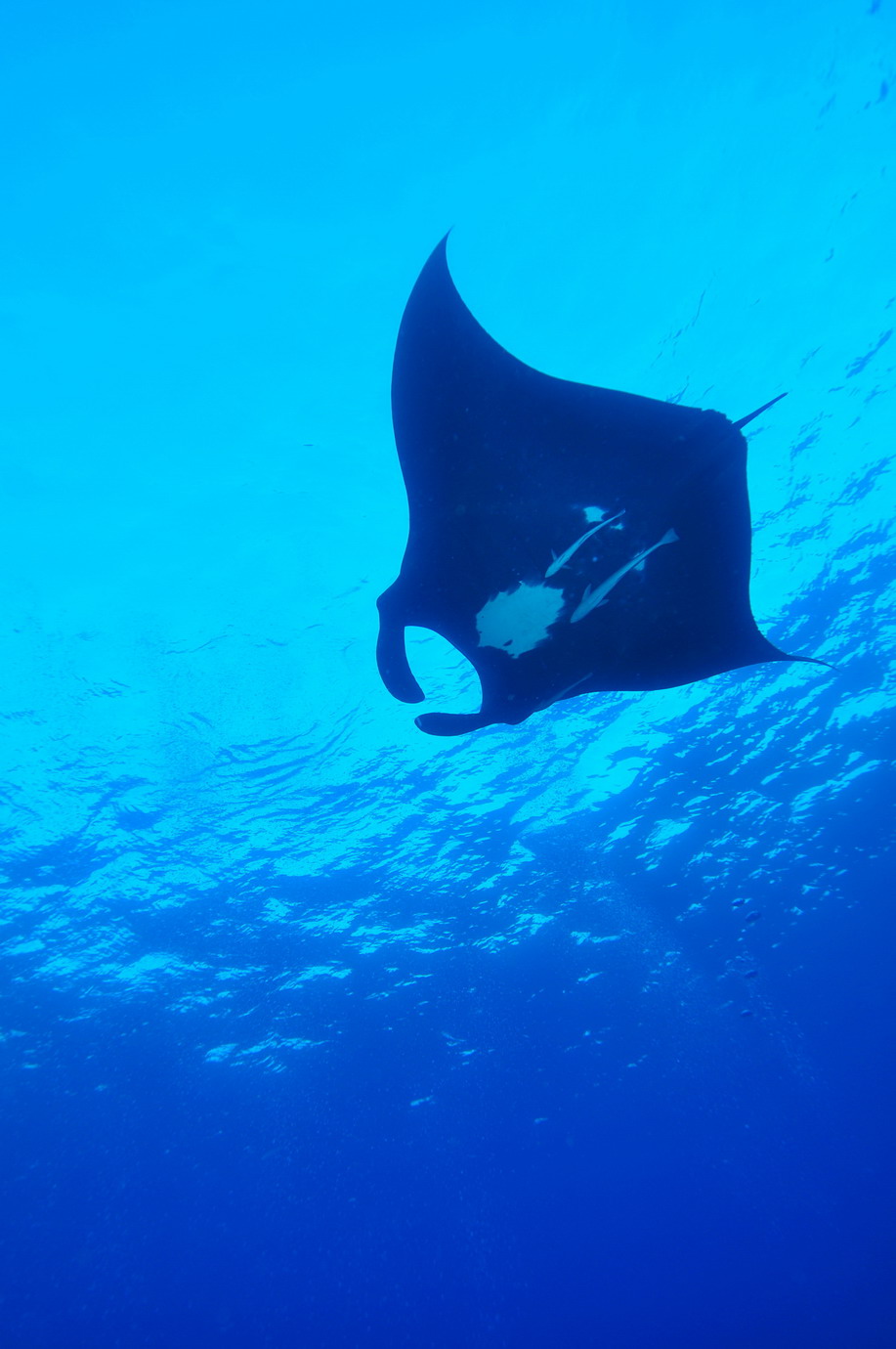 DSC_5823 Manta RayS  s 138.jpg