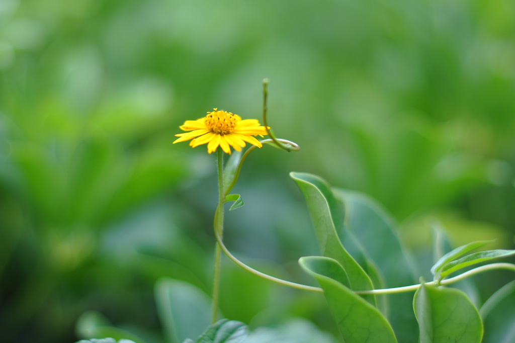 Yellow Flower-1.jpg