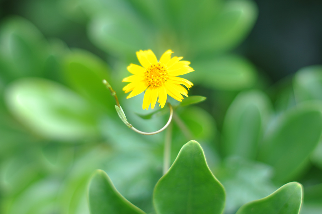 Yellow Flower-3.jpg