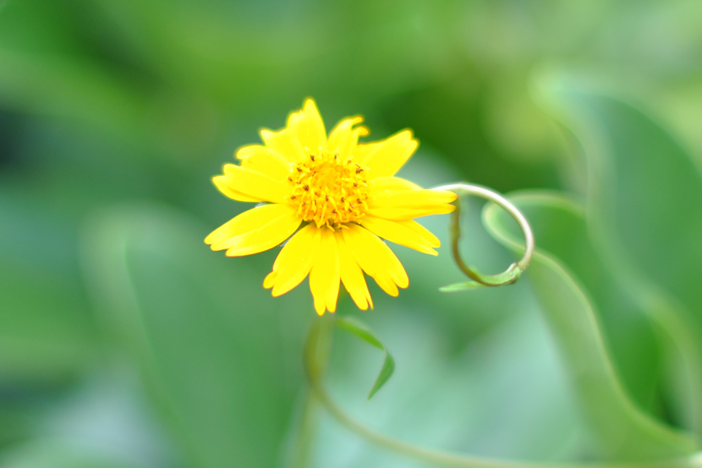 Yellow Flower-2.jpg