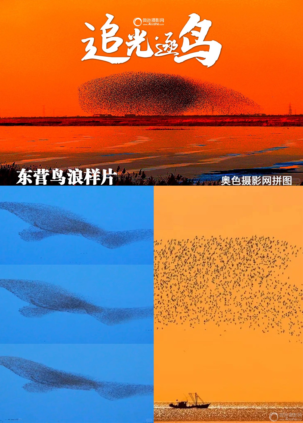 鸟浪样片.jpg 鸟浪样片.jpg