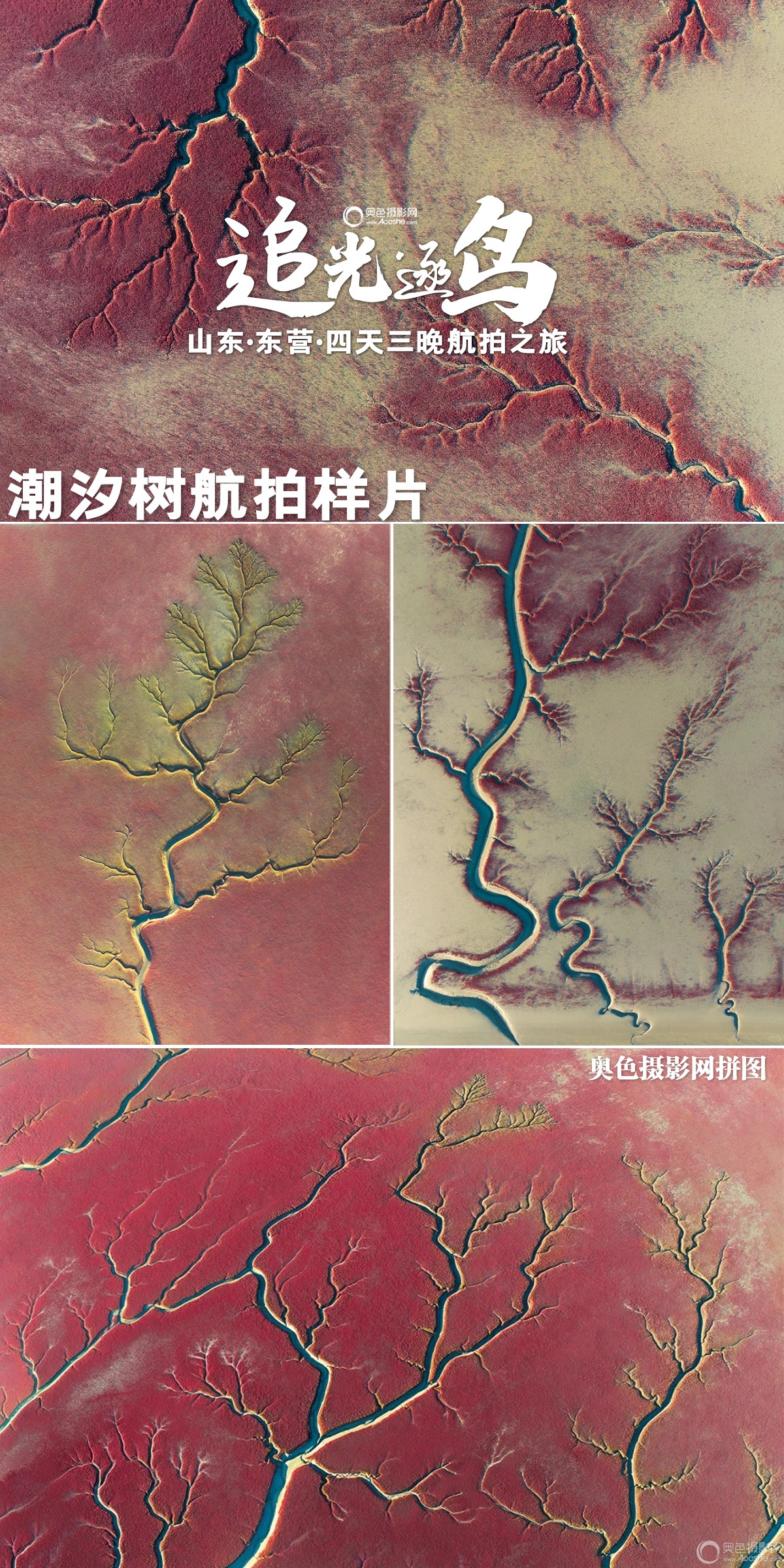 潮汐树样片.jpg 潮汐树样片.jpg