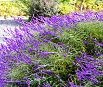 ī������β��