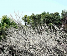 ÷������