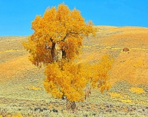 Fall Scene at Lamar Valley