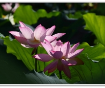 Lotus  flower