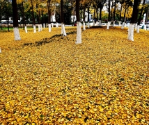 ���ض��ǻƽ��