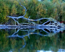 Snake Riversides at Idaho Falls